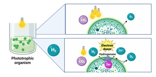 Why phototrophic organisms?